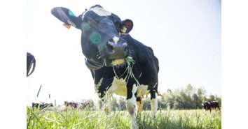 Foto: Leerdammer